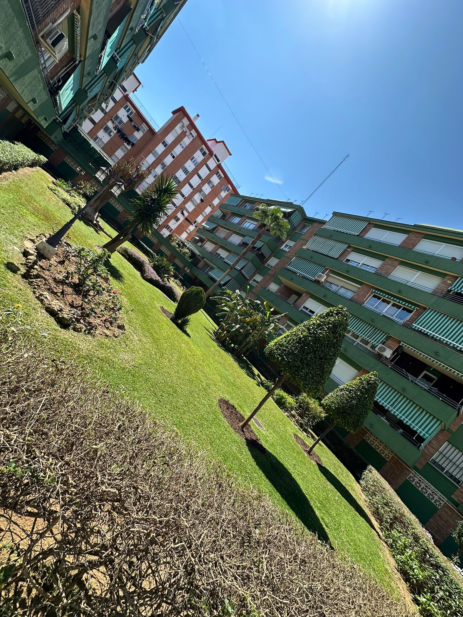 Jardín con palmeras