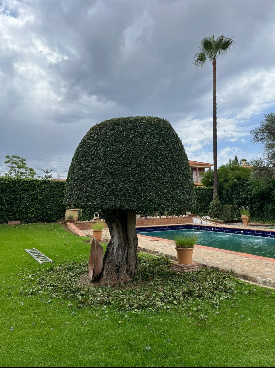 Poda de palmera en jardín